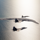 Illustration for article titled Play Fight: Lightning II, Raptor, Rafale, and Typhoon Compete For An Atlantic Trident